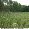 arg adippe biotope3 volg